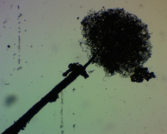 Collaria arcyrionema