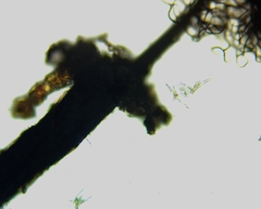 Collaria arcyrionema