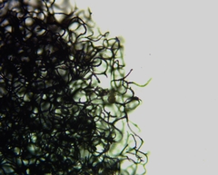 Collaria arcyrionema