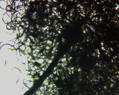 Collaria arcyrionema