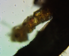 Collaria arcyrionema