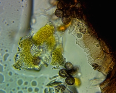 Collaria arcyrionema