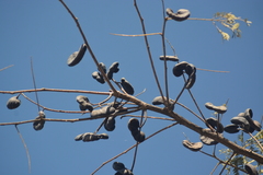 Enterolobium contortisiliquum