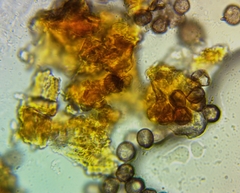 Collaria arcyrionema