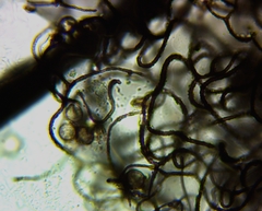 Collaria arcyrionema