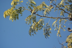 Enterolobium contortisiliquum