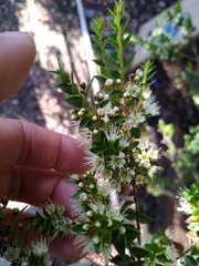 Metrosideros stipularis