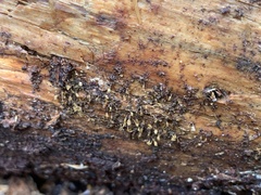 Collaria arcyrionema