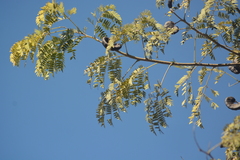 Enterolobium contortisiliquum