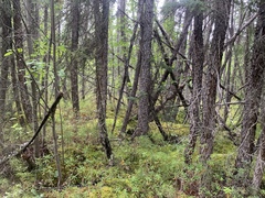 Collaria arcyrionema