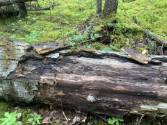 Collaria arcyrionema