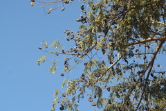 Enterolobium contortisiliquum