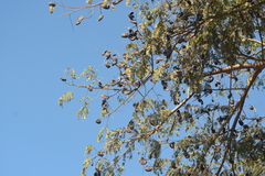 Enterolobium contortisiliquum