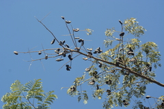 Enterolobium contortisiliquum