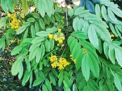 Senna racemosa