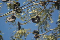 Enterolobium contortisiliquum