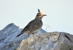 Galerida cristata meridionalis