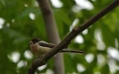 Aegithalos glaucogularis