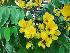 Senna racemosa