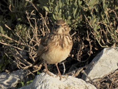 Galerida cristata meridionalis
