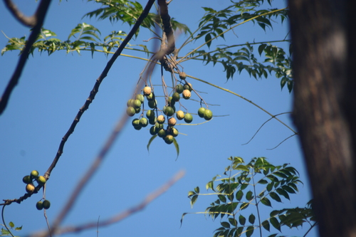 Image of Ceylon cedar by no rights reserved