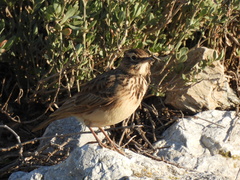 Galerida cristata meridionalis