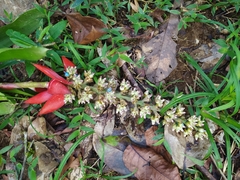 Aechmea mertensii