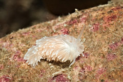 Cuthona nana