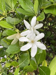 Gardenia