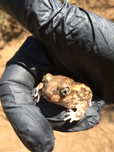 Scaphiopus couchii
