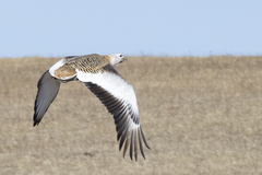 Otis tarda dybowskii