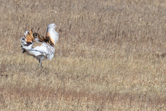 Otis tarda dybowskii