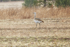 Otis tarda dybowskii