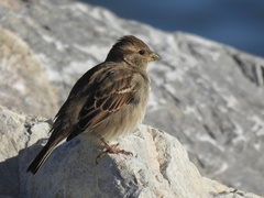 Passer domesticus balearoibericus