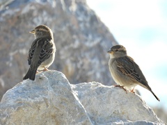 Passer domesticus balearoibericus