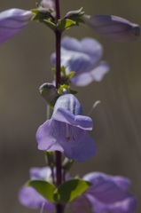 Penstemon grandiflorus