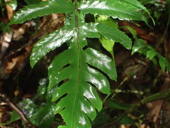 Tectariaceae
