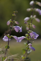 Penstemon grandiflorus
