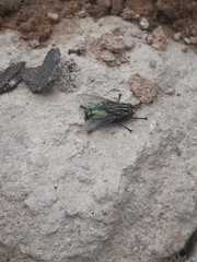 Sarconesia chlorogaster