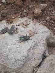 Sarconesia chlorogaster