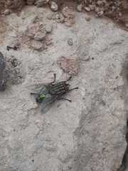 Sarconesia chlorogaster
