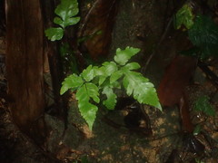 Tectariaceae