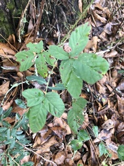Rubus argutus