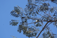 Enterolobium contortisiliquum