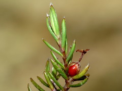 Pimelea suteri