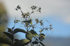 Sigesbeckia orientalis