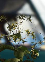 Sigesbeckia orientalis