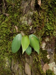Philodendron mayoi