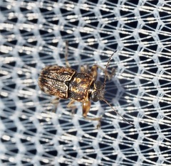 Pachybrachis texanus