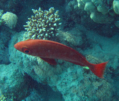 Priacanthus
